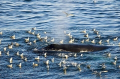 Fin Whale (Balaenoptera physalus) Fin Whale (Balaenoptera physalus)