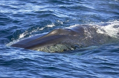 Fin Whale (Balaenoptera physalus) Fin Whale (Balaenoptera physalus)