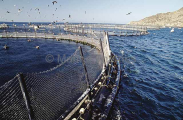 Farm pens holding Northern Bluefin Tuna (Thunnus thynnus) Farm pens holding Northern Bluefin Tuna (Thunnus thynnus)