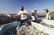 Workers dispersing food in farm pens holding Northern Bluefin Tuna (Thunnus thynnus)