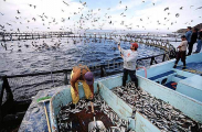 Workers dispersing feed in aquaculture pen containing Northern Bluefin Tuna (Thunnus thynnus) Workers dispersing feed in aquaculture pen containing Northern Bluefin Tuna (Thunnus thynnus)