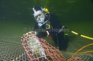 Commercial diver cleaning out dead Atlantic Salmon (Salmo salar)
