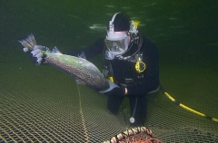 Commercial diver cleaning out dead Atlantic Salmon (Salmo salar) Commercial diver cleaning out dead Atlantic Salmon (Salmo salar)