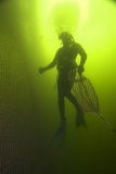 Commercial diver inspecting the walls of netted holding pen used in commercial aquaculture project. Commercial diver inspecting the walls of netted holding pen used in commercial aquaculture project.