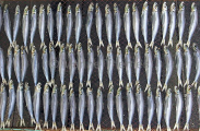 Sardines drying on racks. Sardines drying on racks.