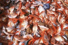 Various species of fish (mostly Nannygai (Centroberyx affinis) Various species of fish (mostly Nannygai (Centroberyx affinis)