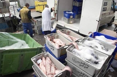 Sorting and unloading catch from deep water trawler.