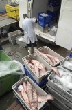Sorting and unloading catch from deep water trawler. Sorting and unloading catch from deep water trawler.