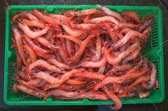 Prawns taken in trawl net ready for dispatch to market. Prawns taken in trawl net ready for dispatch to market.