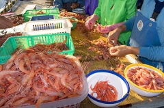 Japanese family sorting prawns. Japanese family sorting prawns.