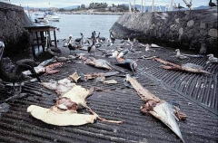 Striped Marlin (Tetrapturus audax) Striped Marlin (Tetrapturus audax)