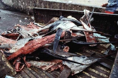 Striped Marlin (Tetrapturus audax) Striped Marlin (Tetrapturus audax)