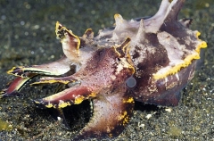 Flamboyant Cuttlefish (Metasepia pfefferi) Flamboyant Cuttlefish (Metasepia pfefferi)