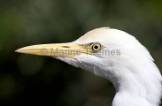 Great Egret (Ardea alba) Great Egret (Ardea alba)