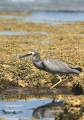 White-faced Heron (Ardea novaehollandiae) White-faced Heron (Ardea novaehollandiae)