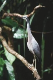 White-faced Heron (Ardea novaehollandiae)