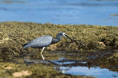 White-faced Heron (Ardea novaehollandiae) White-faced Heron (Ardea novaehollandiae)