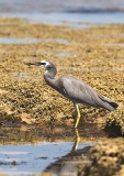 White-faced Heron (Ardea novaehollandiae) White-faced Heron (Ardea novaehollandiae)