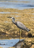 White-faced Heron (Ardea novaehollandiae) White-faced Heron (Ardea novaehollandiae)