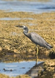 White-faced Heron (Ardea novaehollandiae) White-faced Heron (Ardea novaehollandiae)