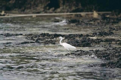 Eastern Reef Egret (Ardea sacra)