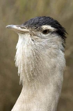 Striated Heron (Ardeola striatus)