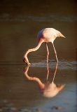 Greater Flamingo (Phoenicopterus ruber) Greater Flamingo (Phoenicopterus ruber)