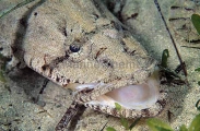 Grass Flathead (Platycephalus laevigatus) Grass Flathead (Platycephalus laevigatus)