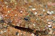 Large-scale Flathead (Onigocia oligolepis) Large-scale Flathead (Onigocia oligolepis)