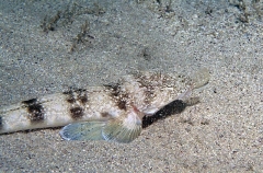 Southern Sand Flathead (Platycephalus bassensis)