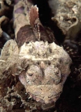 Rock Flathead (Thysanophrys cirronasus) Rock Flathead (Thysanophrys cirronasus)