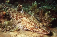 Longhead Flathead (Leviprora inops) Longhead Flathead (Leviprora inops)