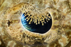 Crocodile Fish (Cymbacephalus beauforti)
