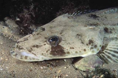 Southern Blue-spotted Flathead (Platycephalus speculator)