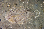 Small-toothed Flounder (Pseudorhombus jenynsii) Small-toothed Flounder (Pseudorhombus jenynsii)