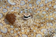 Panther Flounder (Bothus pantherinus) Panther Flounder (Bothus pantherinus)