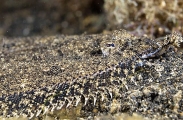 Panther Flounder (Bothus pantherinus) Panther Flounder (Bothus pantherinus)