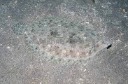 Leopard Flounder (Bothus leopardinus) Leopard Flounder (Bothus leopardinus)