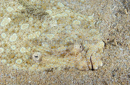 Peacock Flounder (Bothus lunatus) Peacock Flounder (Bothus lunatus)