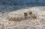 Flowery Flounder (Bothus mancus) Flowery Flounder (Bothus mancus)