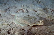 C-O Flounder (Pleuronichthys coenosus) C-O Flounder (Pleuronichthys coenosus)