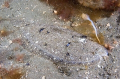 Small-toothed Flounder (Pseudorhombus jenynsii) Small-toothed Flounder (Pseudorhombus jenynsii)