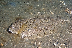 Small-toothed Flounder (Pseudorhombus jenynsii) Small-toothed Flounder (Pseudorhombus jenynsii)