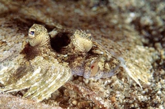 Panther Flounder (Bothus pantherinus)