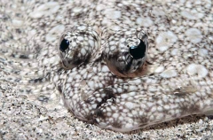 Panama Flounder (Cyclopsetta panamaensis) Panama Flounder (Cyclopsetta panamaensis)