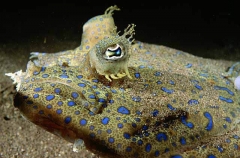 Peacock Flounder (Bothus lunatus) Peacock Flounder (Bothus lunatus)