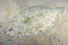 Peacock Flounder (Bothus lunatus) Peacock Flounder (Bothus lunatus)