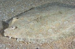 Peacock Flounder (Bothus lunatus) Peacock Flounder (Bothus lunatus)