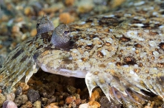 Flowery Flounder (Bothus mancus) Flowery Flounder (Bothus mancus)