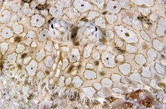Flowery Flounder (Bothus mancus) Flowery Flounder (Bothus mancus)